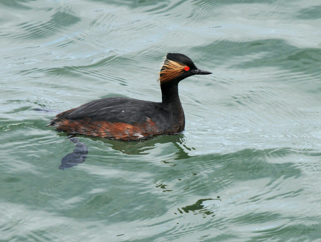 Black-necked Grebeadult