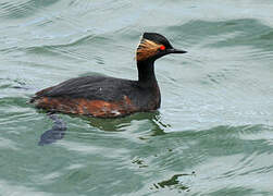 Black-necked Grebe