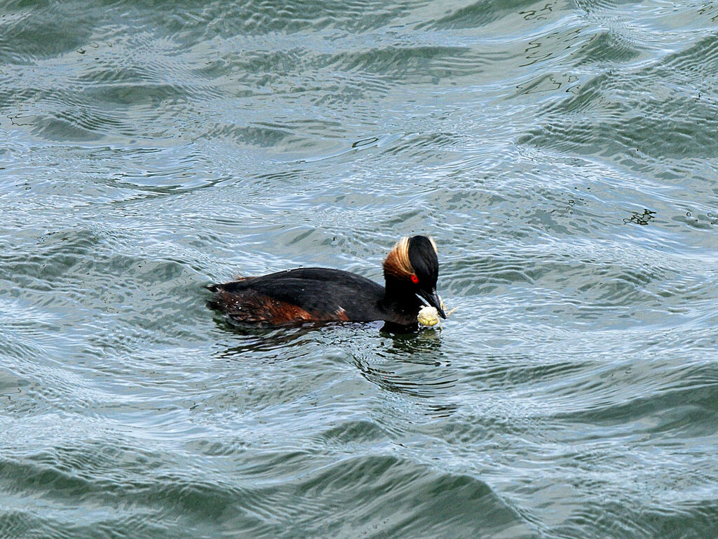 Black-necked Grebe