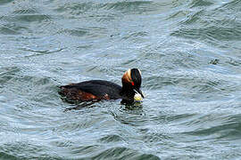 Black-necked Grebe