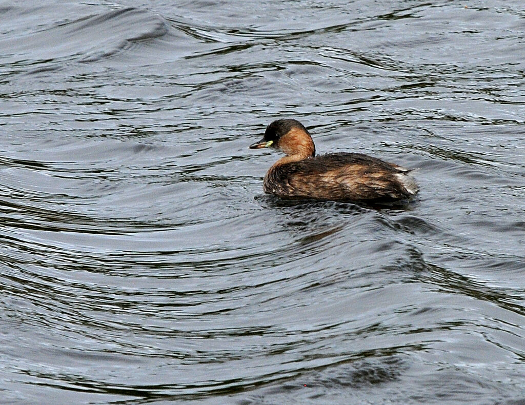 Little Grebe