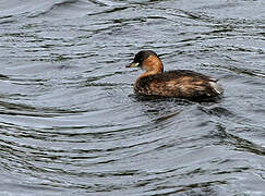 Little Grebe