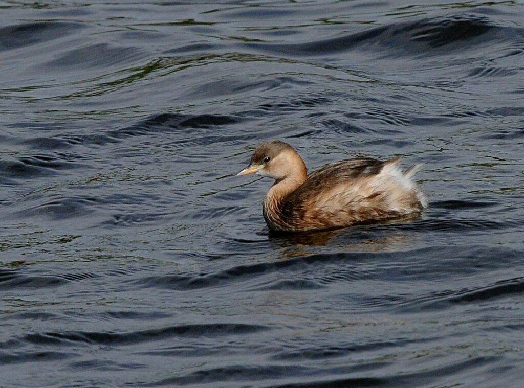 Little Grebe