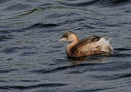 Little Grebe