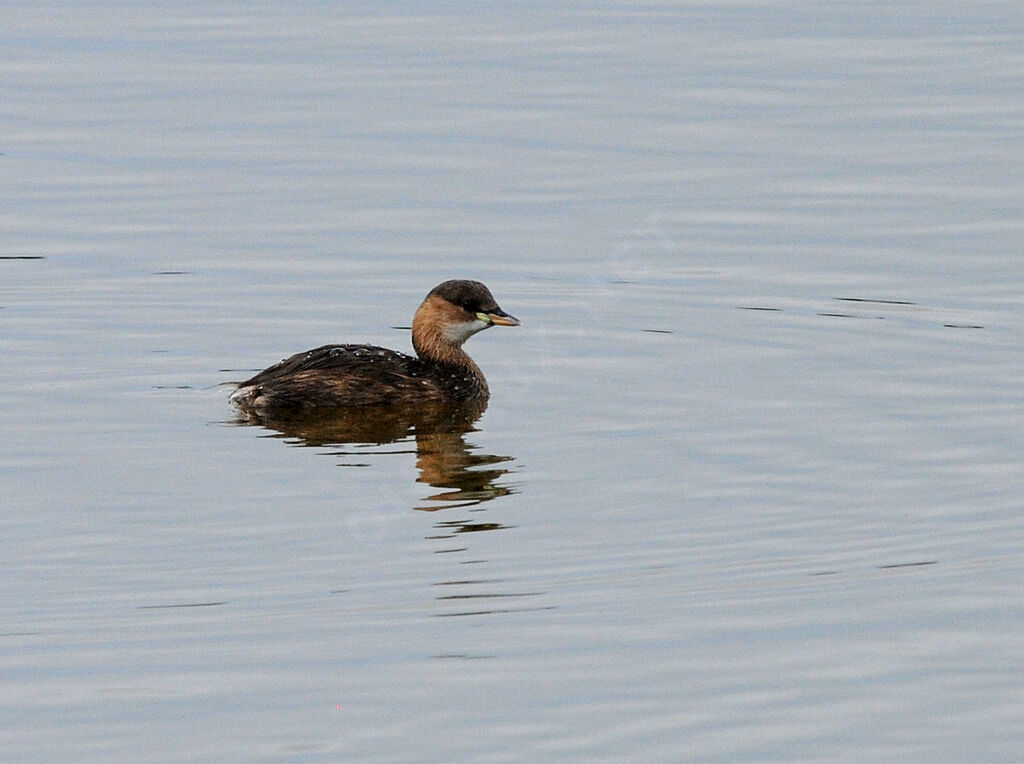 Little Grebe