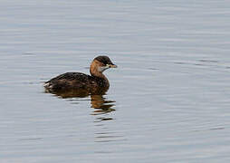 Little Grebe