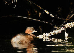 Little Grebe