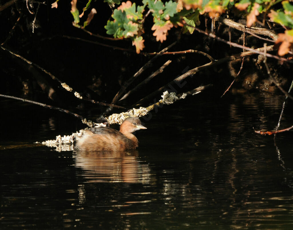 Little Grebe