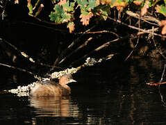 Little Grebe