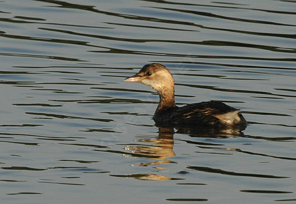 Little Grebe