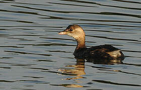 Little Grebe