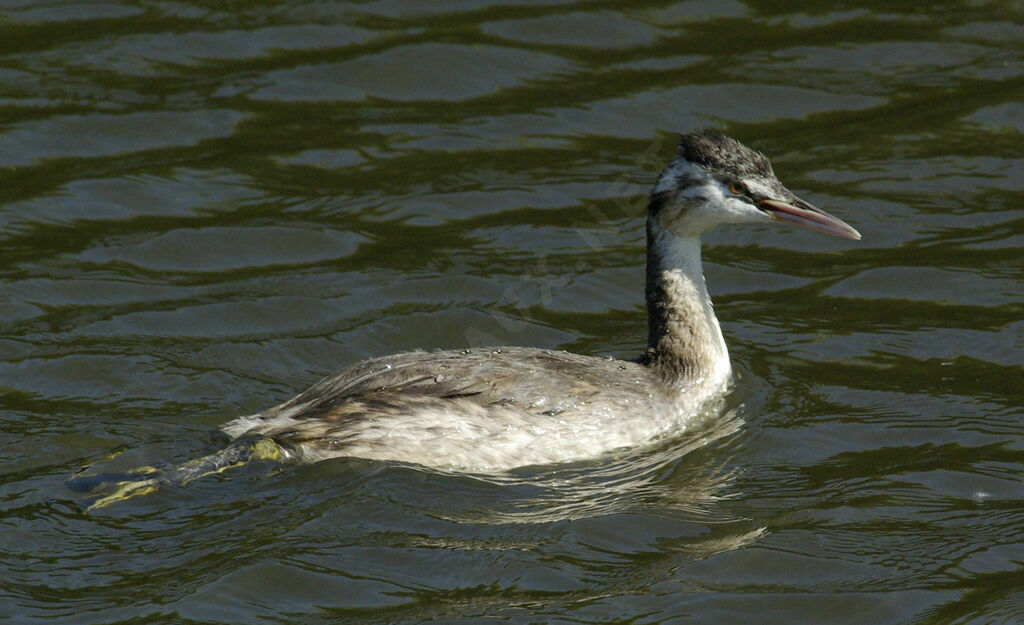 Great Crested Grebe