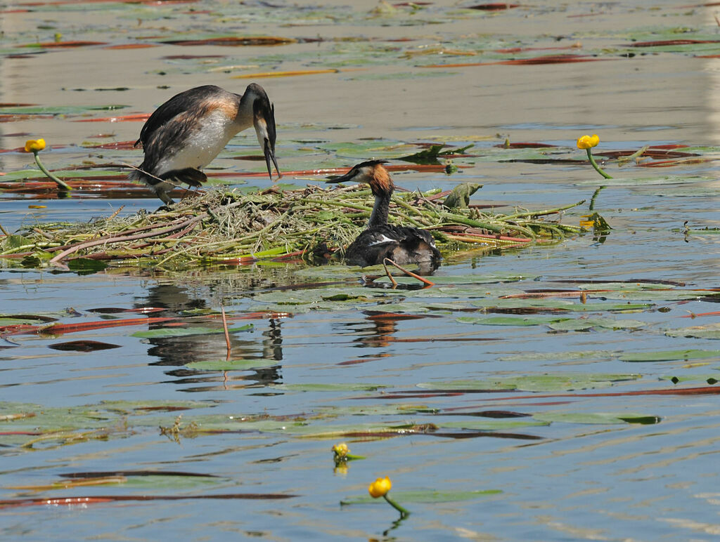 Great Crested Grebe