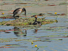 Great Crested Grebe