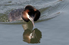 Great Crested Grebe