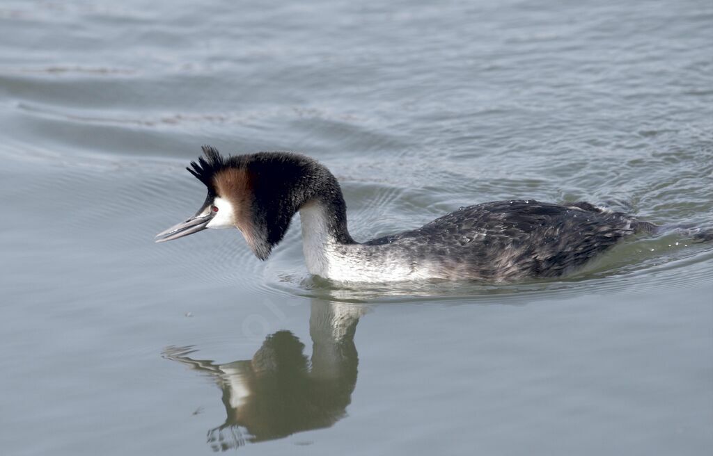 Great Crested Grebe