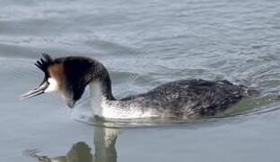 Great Crested Grebe