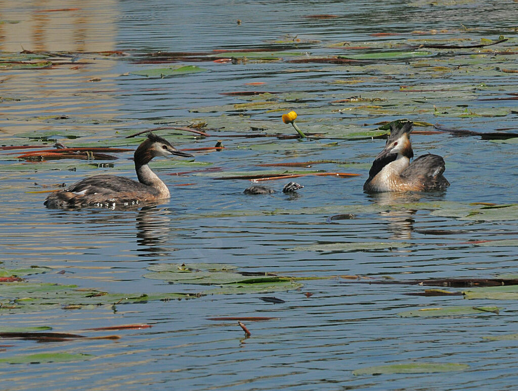 Great Crested Grebe