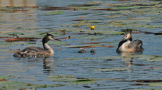 Great Crested Grebe