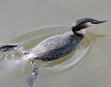 Great Crested Grebe