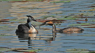 Great Crested Grebe