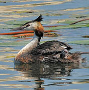 Great Crested Grebe