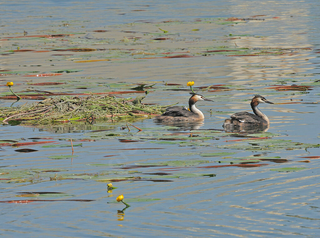 Great Crested Grebe