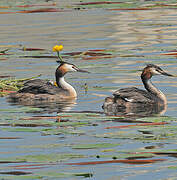 Great Crested Grebe