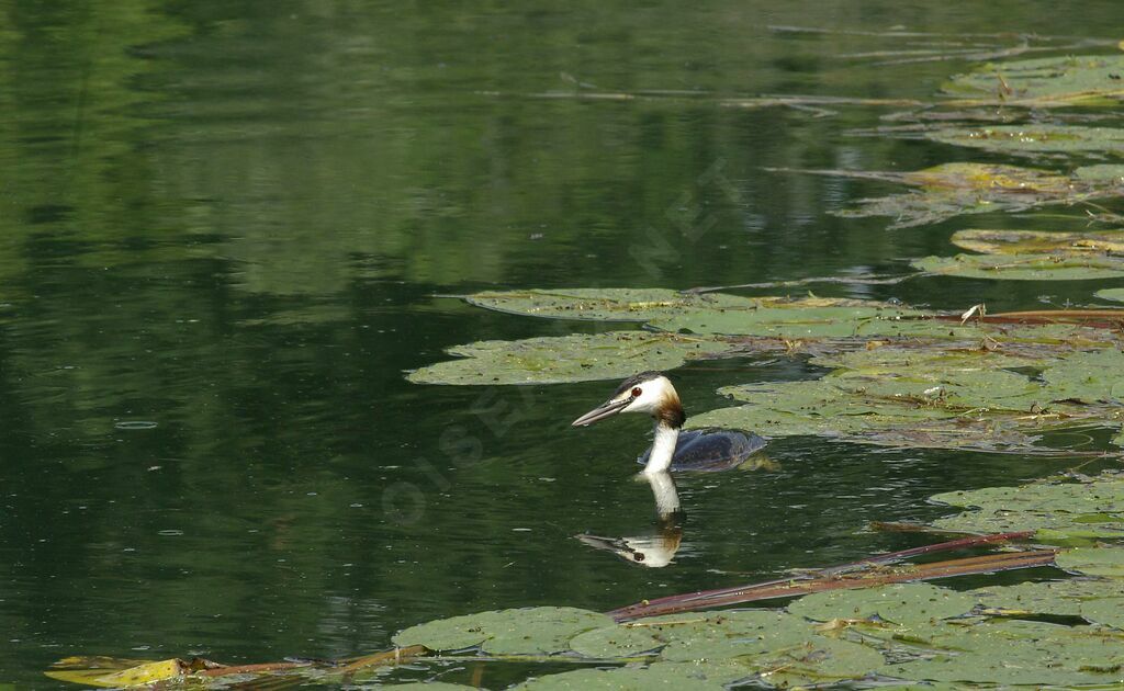 Great Crested Grebeadult breeding, Reproduction-nesting