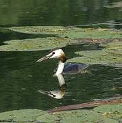 Great Crested Grebe