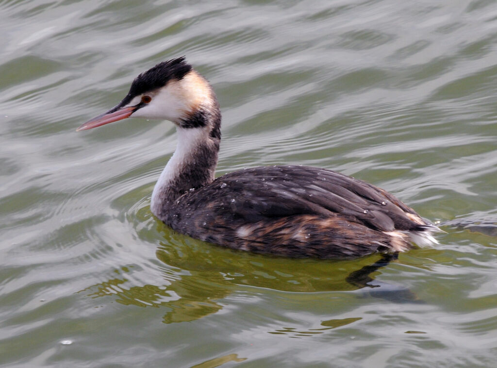 Great Crested Grebe