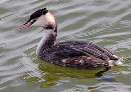 Great Crested Grebe