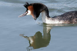 Great Crested Grebe