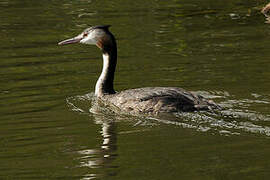 Great Crested Grebe