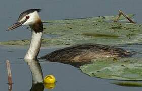 Great Crested Grebe