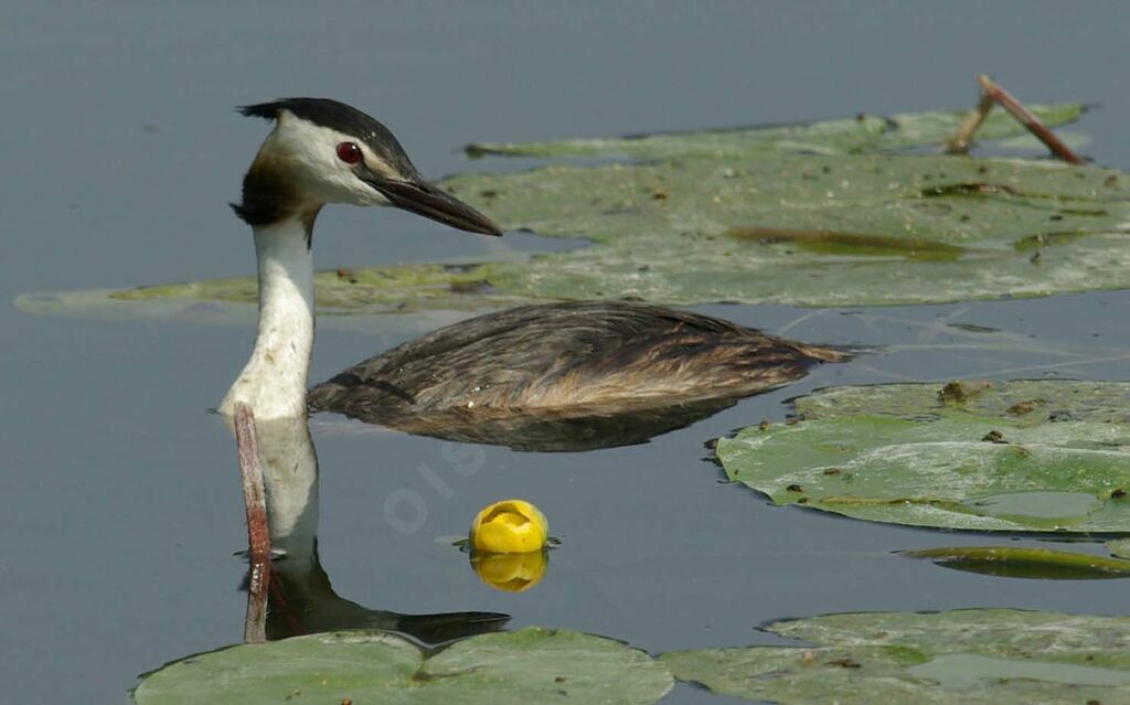 Great Crested Grebeadult breeding, Reproduction-nesting