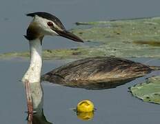 Great Crested Grebe