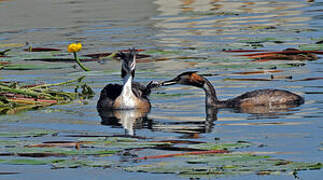 Great Crested Grebe