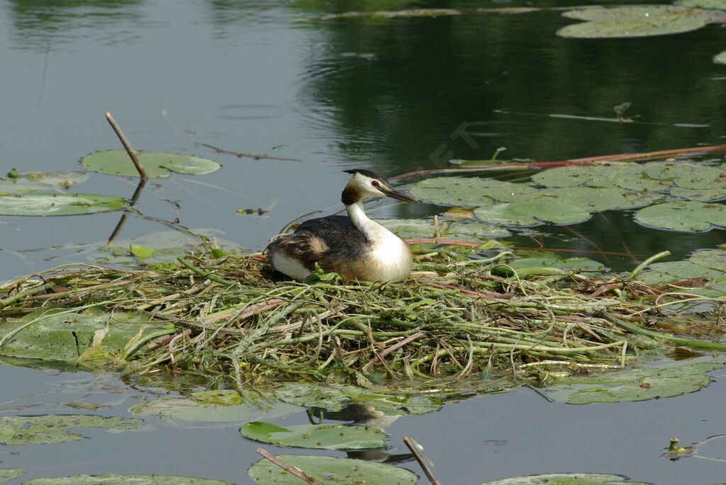 Great Crested Grebe