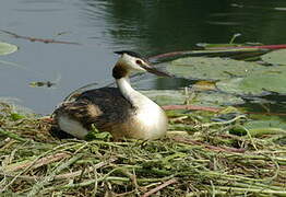 Great Crested Grebe