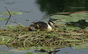 Great Crested Grebe