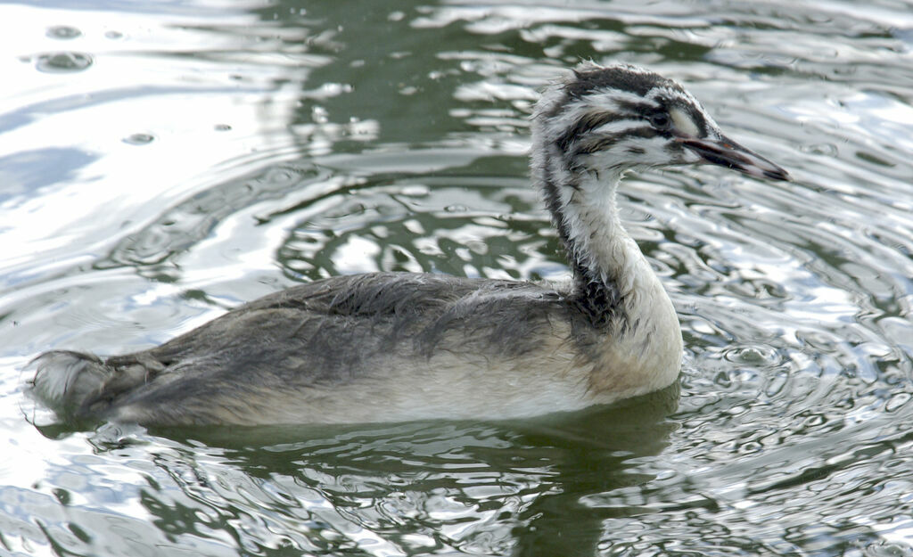 Great Crested Grebejuvenile