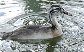 Great Crested Grebe