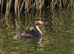 Great Crested Grebe