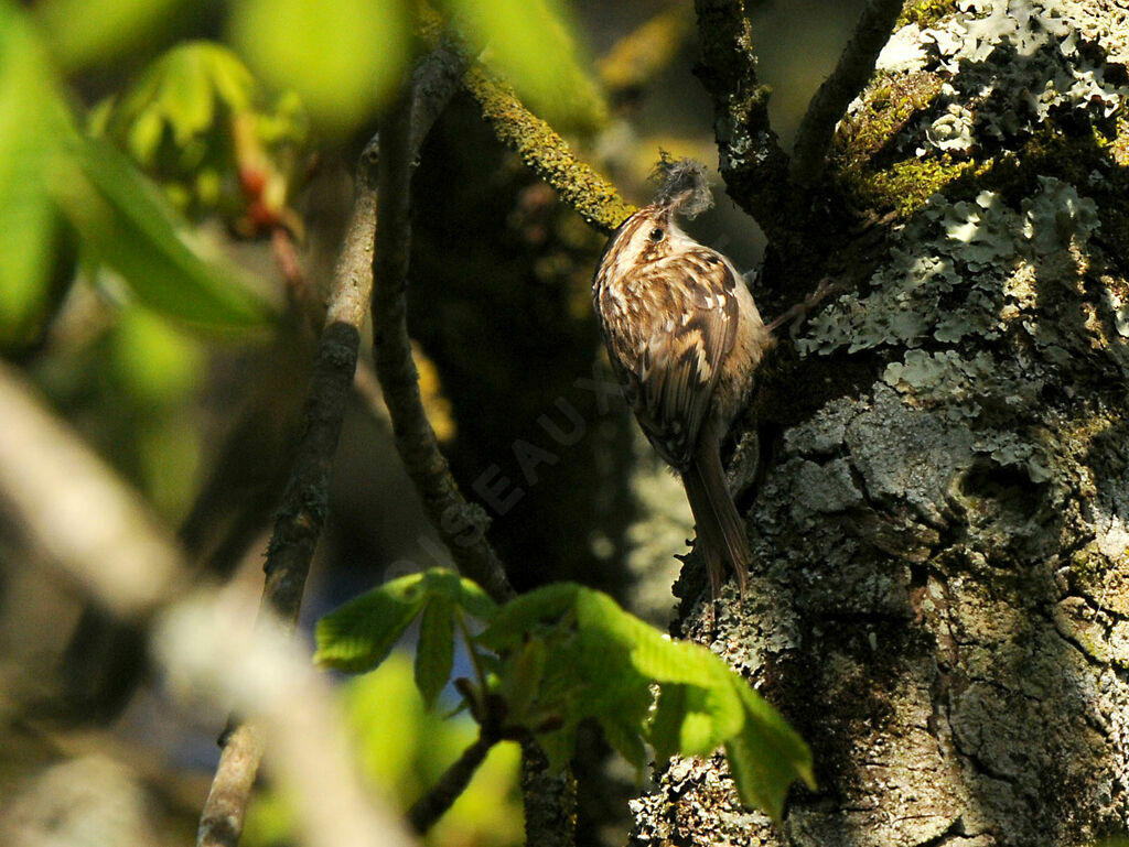 Short-toed Treecreeperadult breeding