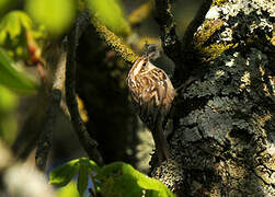 Short-toed Treecreeper