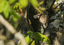 Short-toed Treecreeper