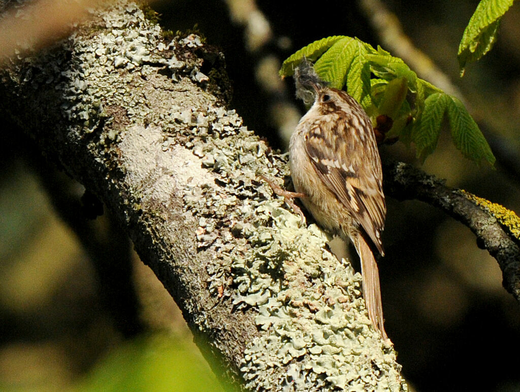 Short-toed Treecreeperadult breeding, Reproduction-nesting