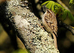 Short-toed Treecreeper