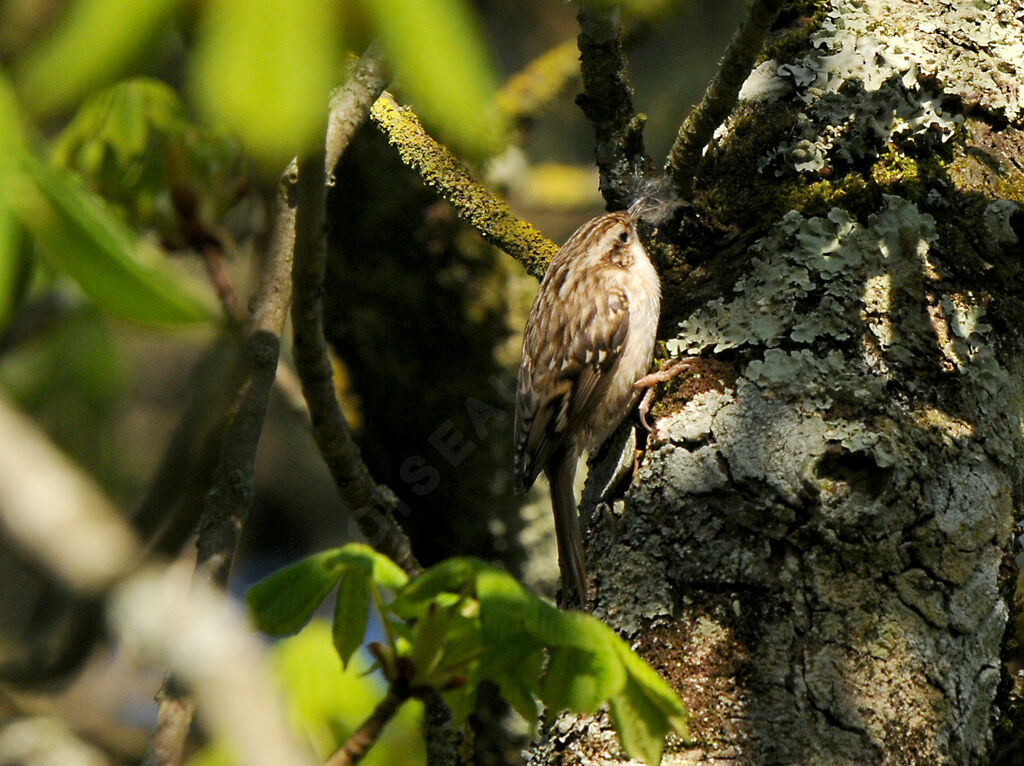 Short-toed Treecreeperadult breeding, Reproduction-nesting